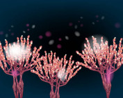 Tishk International University | Blogs