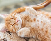 Tishk International University | Blogs