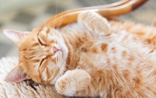 Tishk International University | Blogs